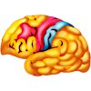 Brain.png